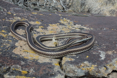 Masticophis taeniatus taeniatus