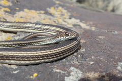 Masticophis taeniatus taeniatus