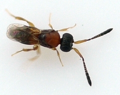 Ceraphronidae