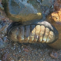 Chiton stokesii