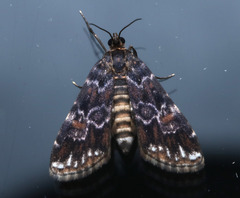 Elophila responsalis