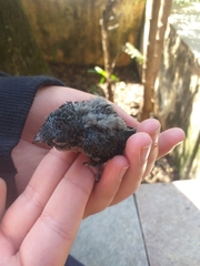 Pygochelidon cyanoleuca