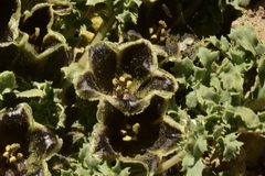 Jaborosa laciniata