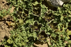 Jaborosa laciniata