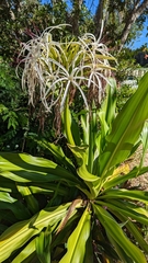 Crinum