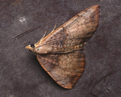 Chrysolarentia mecynata