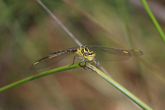 Austrogomphus guerini