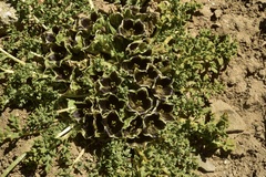 Jaborosa laciniata