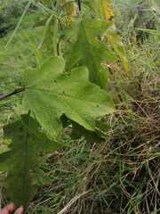 Leptostemonum