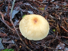 Lepiota magnispora