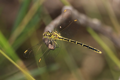 Austrogomphus guerini