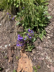 Penstemon albertinus