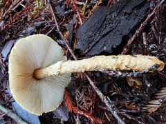Lepiota magnispora