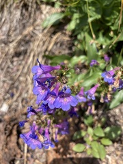 Penstemon albertinus