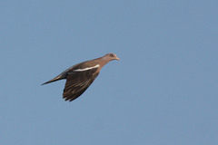 Patagioenas corensis