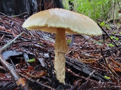 Lepiota magnispora