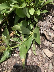 Penstemon albertinus