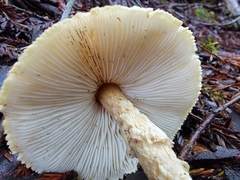 Lepiota magnispora