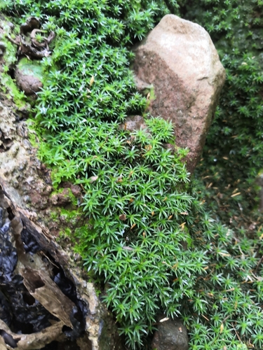 Pogonatum aloides image