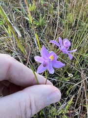 Calopogon barbatus