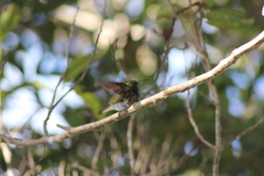 Microchera cupreiceps