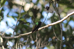 Microchera cupreiceps