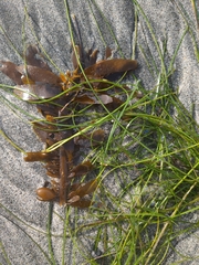 Phyllospadix torreyi