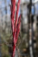 Tillandsia balbisiana