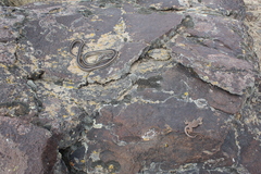 Masticophis taeniatus taeniatus