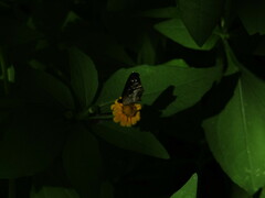Castilia