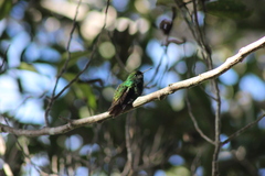 Microchera cupreiceps