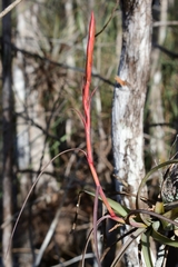Tillandsia balbisiana