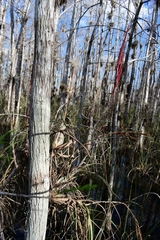 Tillandsia balbisiana
