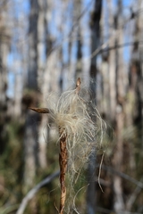 Tillandsia balbisiana