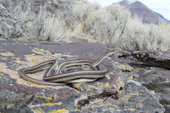 Masticophis taeniatus taeniatus