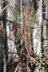 Tillandsia balbisiana