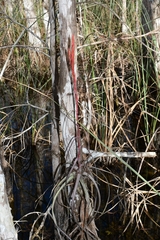 Tillandsia balbisiana