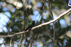 Microchera cupreiceps