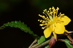 Corchorus siliquosus