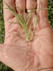 Cryptantha intermedia