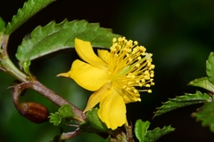 Corchorus siliquosus
