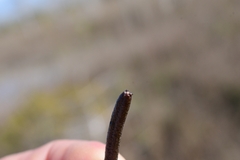 Corchorus siliquosus