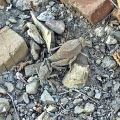 Phrynotettix robustus