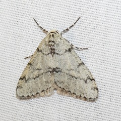 Phigalia strigataria