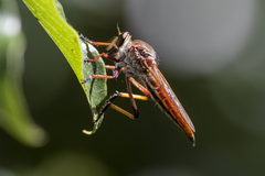 Colepia rufiventris