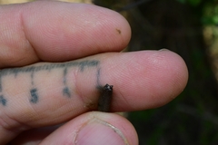 Corchorus siliquosus