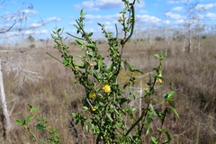 Corchorus siliquosus