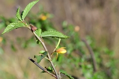 Corchorus siliquosus