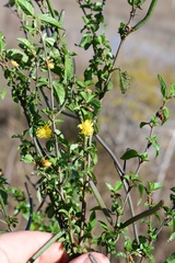 Corchorus siliquosus