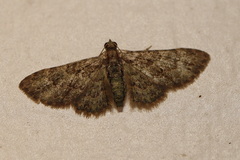 Chloroclystis mniochroa